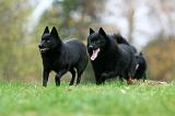 SCHIPPERKE 832